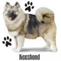KEESHOUND - VLČÍ ŠPIC - na tričku