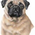 PUG