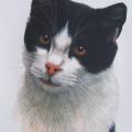 BANDIT- potisk kočky na tričko