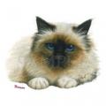 BIRMAN -  potisk kočky na tričko
