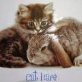 CAT HARE  potisk kočky na tričko