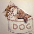 DOG BOWL - koťě ve psí misce