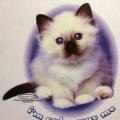 Im CUTE WUV ME -koťe