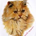 CHAMPAGNE PERSIAN