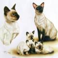 SIAMESE -siamská kočka na tričko