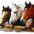 THREE OF A KING - tričko koně