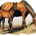 MARE & FOAL - tričko koně