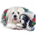 HAVANESE MOTHER ,PUP
