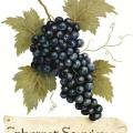 CABERNET SAVINON - víno na tričku