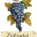 ZINFANDEL - víno na tričko