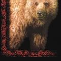 GRIZZLY - medvěd - tričko s medvědem