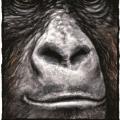 GORILLA -na tričko