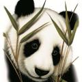 PANDA - na tričko