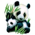 PANDA A MLÁDĚ - na tričko