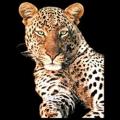 LEOPARD 3D - potisk na tričko