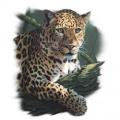 LEOPARD - potisk na tričko
