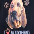 BLOODHOUND