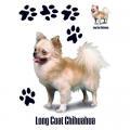 LONG COAT CHIHUAHUA