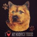 NORWITCH TERRIER