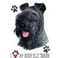 KERRY BLUE TERRIER