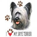  SKYE TERRIER 