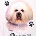 BICHON FRISE