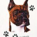 BRINDLE BOXER