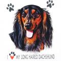LONG HAIRED DACHSHUND
