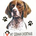 GERMAN SHORTAIR POINTER