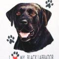  BLACK LABRADOR RETRIEVER