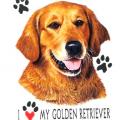  GOLDEN RETRIEVER