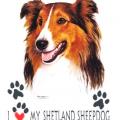 COLLIE SMOOTH COAT