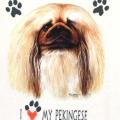  PEKINGESE