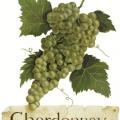 CHARDONNAY - chardoné