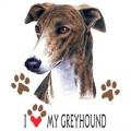 MY GREYHOUND