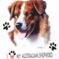   AUSTRALIAN SHEPHERD