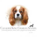 KAVALÍR KING CHARLES SPANĚL - potisk psa na tričko