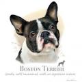 BOSTON TERRIER - Bostoňák ,Bostonský psík na tričku