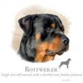 ROTVAJLER -ROTTWEILER na tričku,polštářku