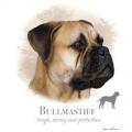BULMASTIF -BULLMASTIFF