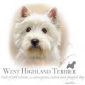 WEST TERIER -WEST HIGLAND TERRIER - Westík na tričku