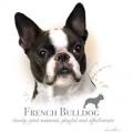 FRANCOUSKÝ BULDOK -FRENCH BULLDOG - na tričko