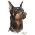 DOBRMAN PINČ -DOBERMAN PINCHER