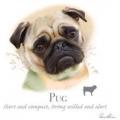 PUG - potisk psa na tričku